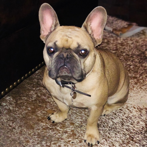 Meet your Posher, Deana - Picture 1 of 1